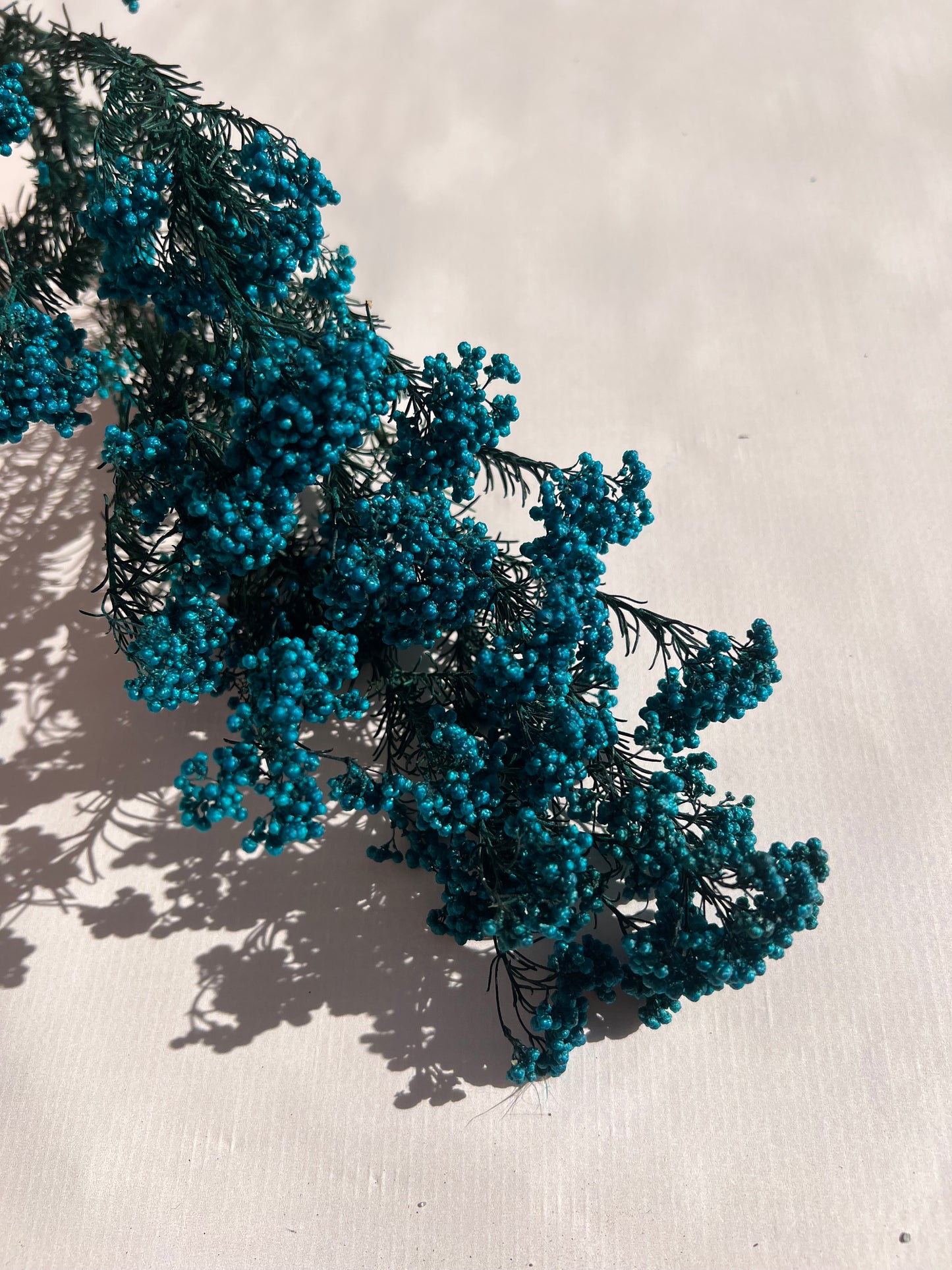 Preserved Rice Flower in Peacock Blue