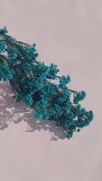 Preserved Rice Flower in Peacock Blue